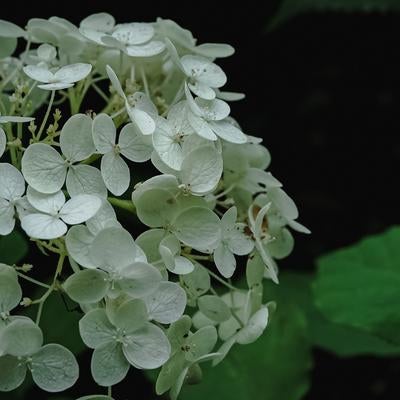 白い紫陽花の曇った花びらの写真