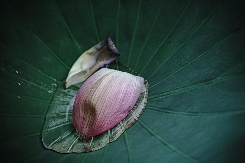 蓮の葉に落ちたピンク色の花びらの写真