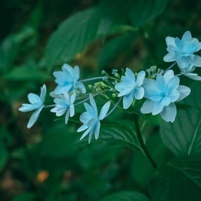 暗がりの青い紫陽花の花びらの写真