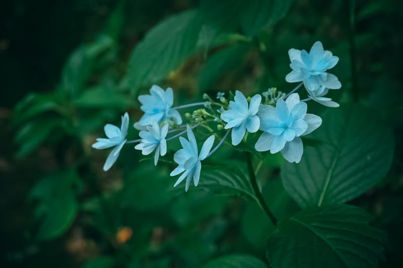 暗がりの青い紫陽花の花びらの写真