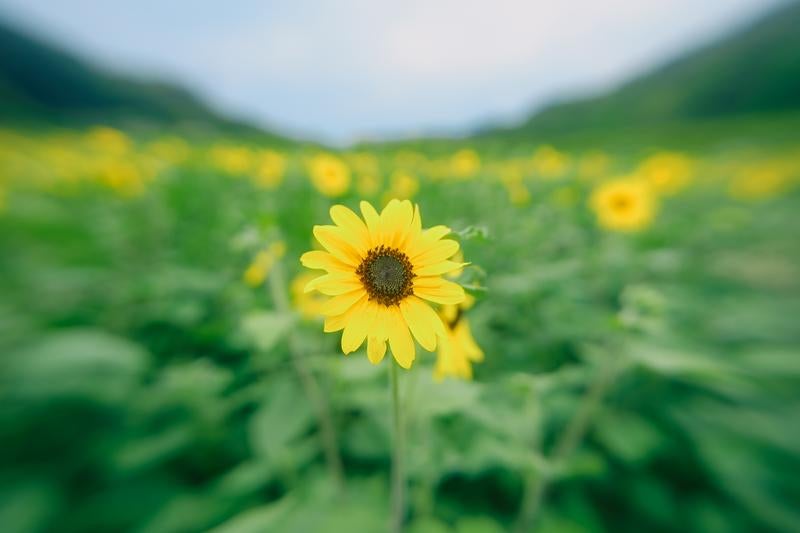 夏の約束 ヒマワリ畑の物語の写真