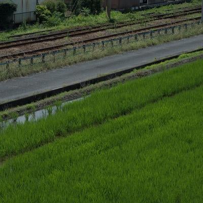 水田と鉄道線路が並ぶ静かな田園風景の写真