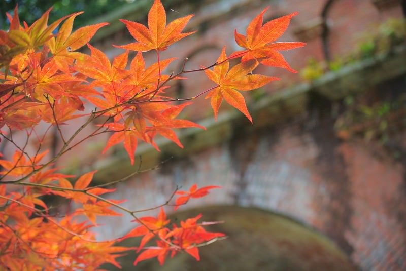 レンガと紅葉の写真