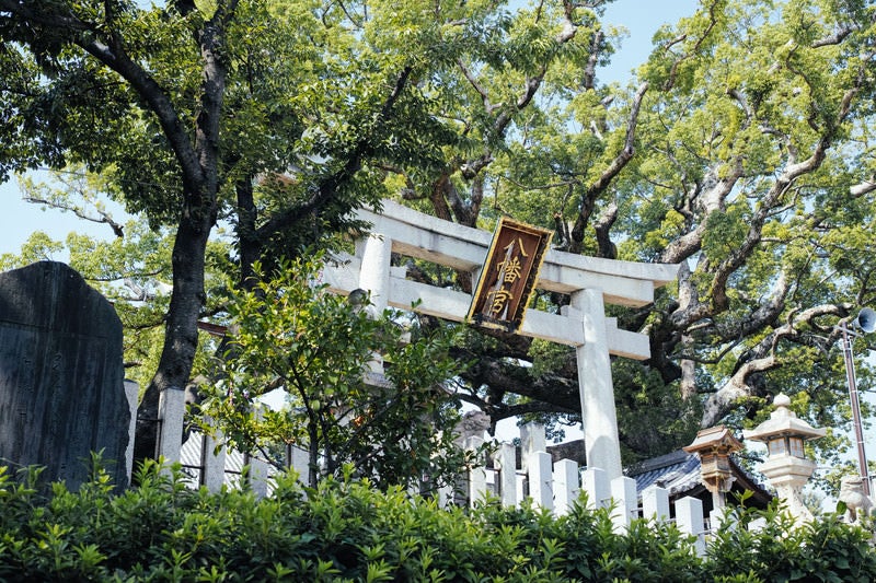 樹齢800年のクスと百舌鳥八幡宮の鳥居の写真