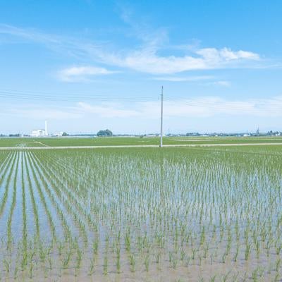 青空を反射する田んぼの写真