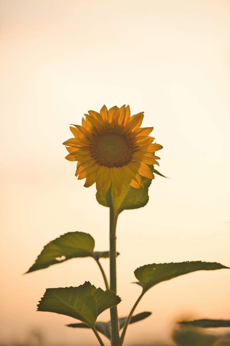 「夕焼けひまわり」の写真