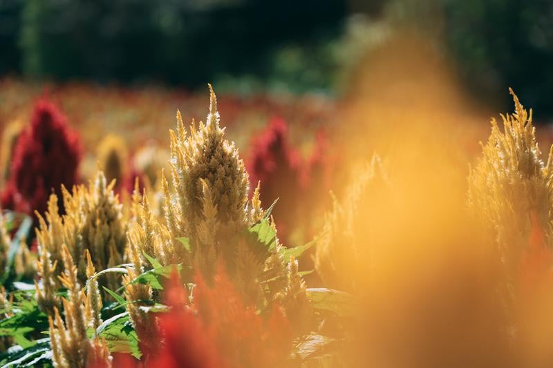 秋色に染まるケイトウの花畑の写真