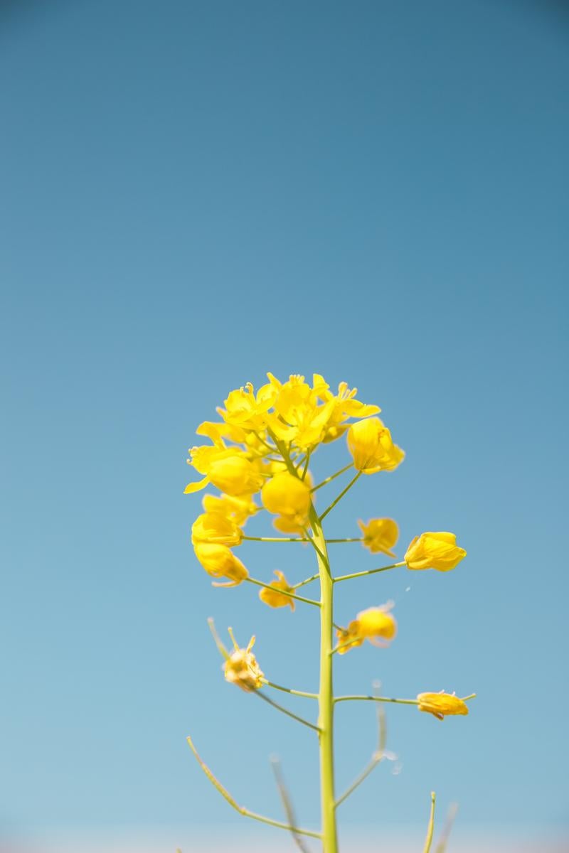 晴天と菜の花の写真