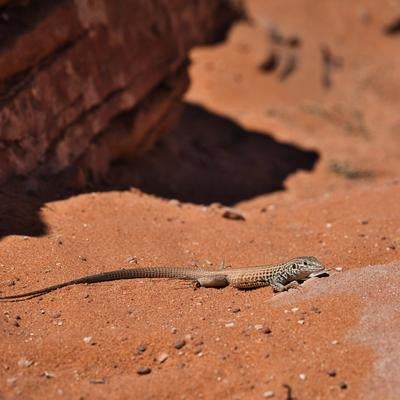 ブライスキャニオンの赤茶色の砂地にいるトカゲの写真