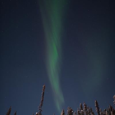 星降る夜空とオーロラが輝く冬の森の写真