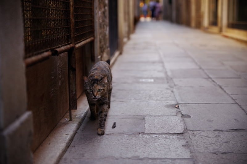 ムラーノ島の路地を歩く猫（イタリア）の写真