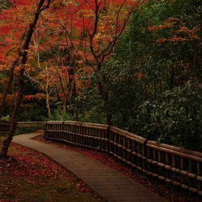 秋の庭園と紅葉の写真