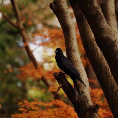 紅葉した木に止まるカラスの写真