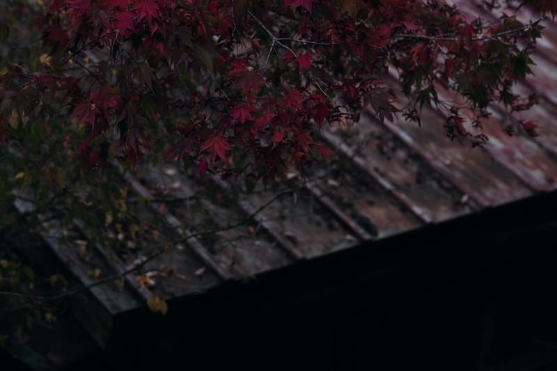 紅葉と荒れたトタン屋根の写真