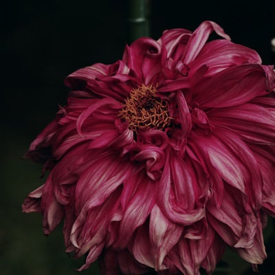 朽ちたダリアの花の写真