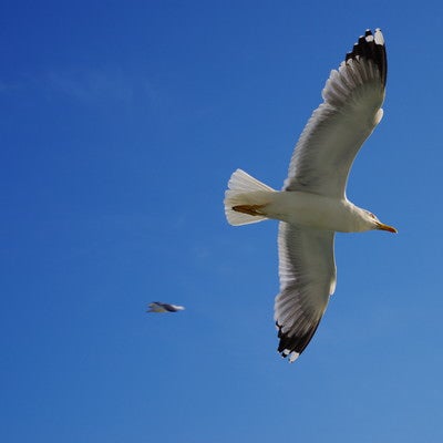 ベネツィアの青空に舞うカモメ（イタリア）の写真