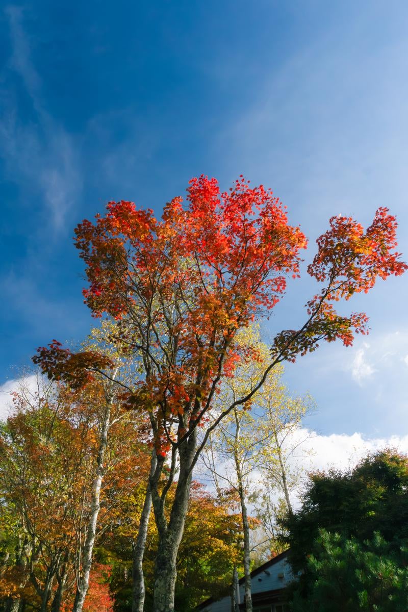 秋空に映える紅葉した木々の写真