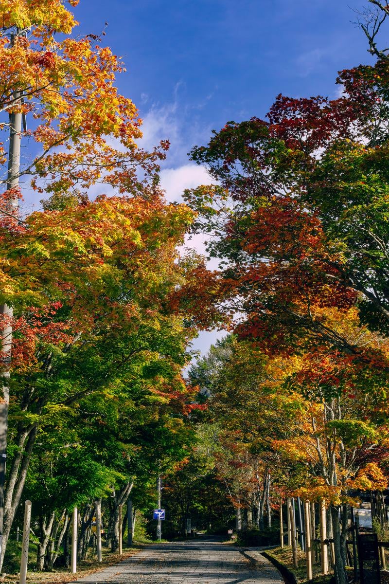 紅葉のトンネルを抜ける秋の小道の写真