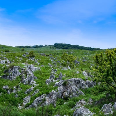 カルスト台地に育つ草木（山口県美祢市）の写真