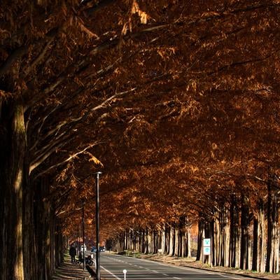 光と影が織りなす紅葉のマキノメタセコイア並木の素材