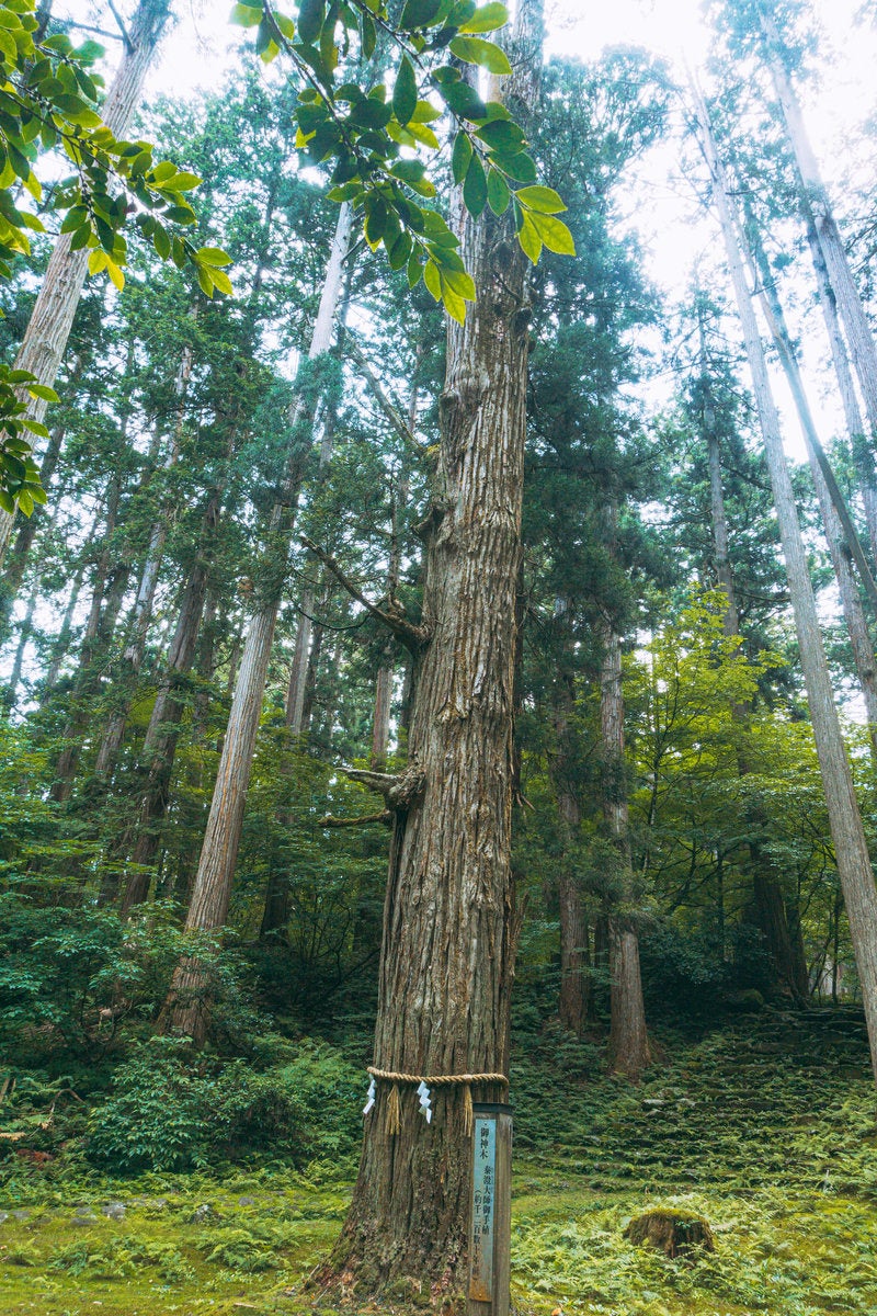 先が三つに分かれ白山の三つの峰をあらわしているように見えるご神木の写真