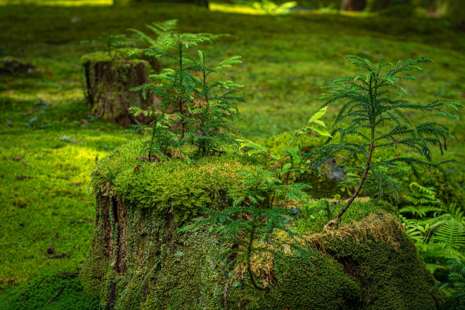 「朽ちて苔むした切り株に芽生える新しい命」の写真