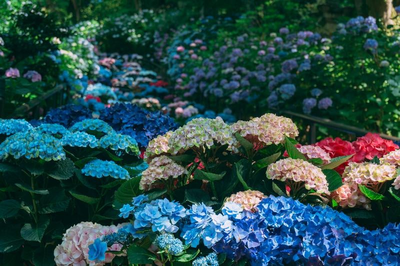 多種多彩な紫陽花が並ぶ華やかな景色の写真