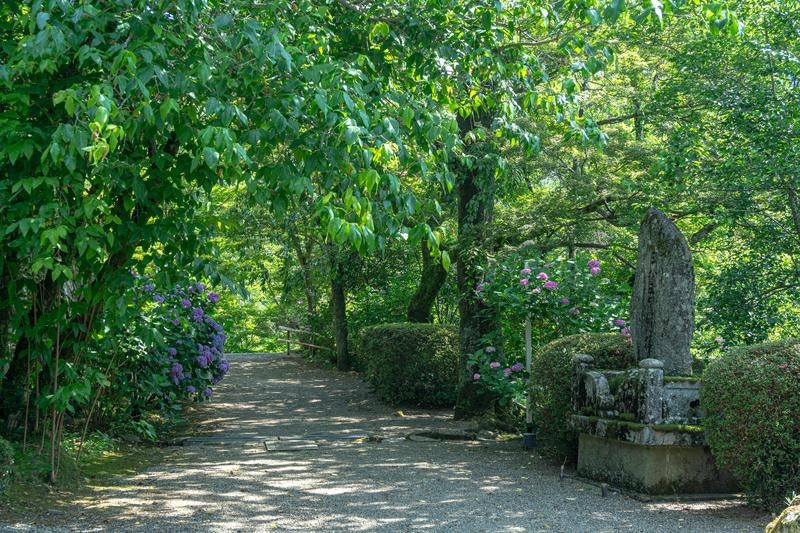 紫陽花が色を添える木漏れ日が落ちる緑豊かな小道の写真