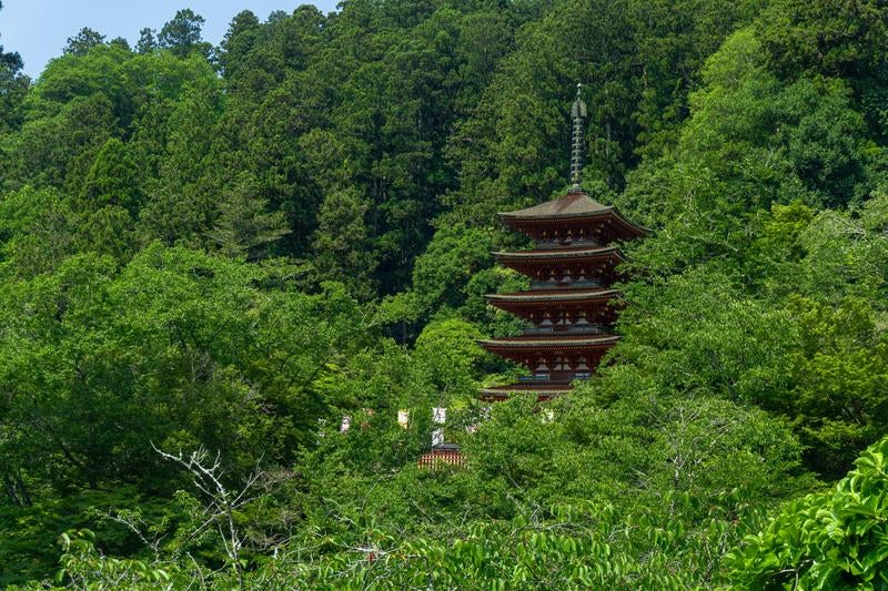 新緑の中に映える美しい五重塔の写真