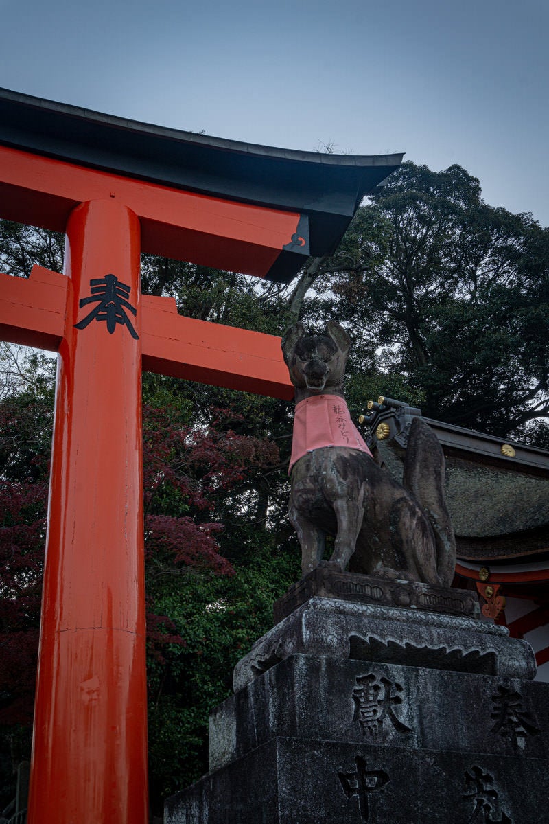 鳥居横からこちらをじっと見ているかのような狛狐の写真