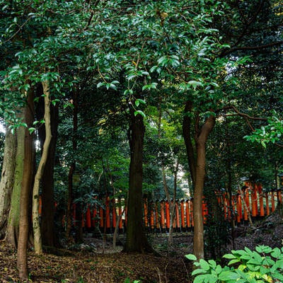 緑の森の中に映える朱色の鳥居の連なりの写真