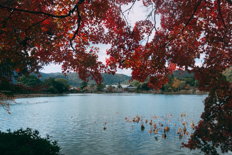 日本最古の人口の庭池である大沢池のほとりから紅葉のすだれ越しに大覚寺のお堂エリアを見るの写真