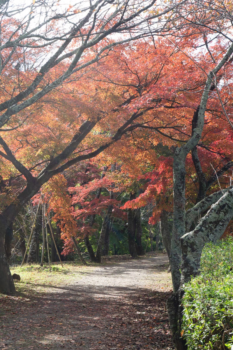 池のほとりの日の光に輝く紅葉の道の写真