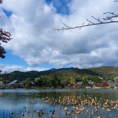 沢山の枯れたハスが残る大沢池の写真