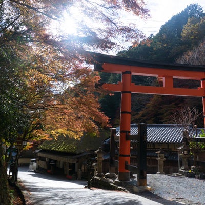 愛宕神社一の鳥居とそれを彩る日の光に透ける紅葉の写真