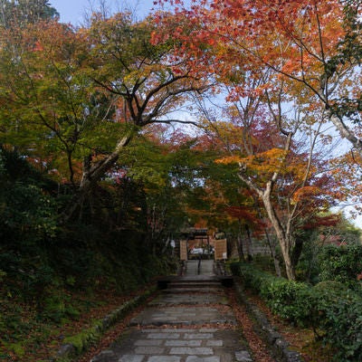 ゆるやかに登っていくあだしの念仏寺への参道の写真