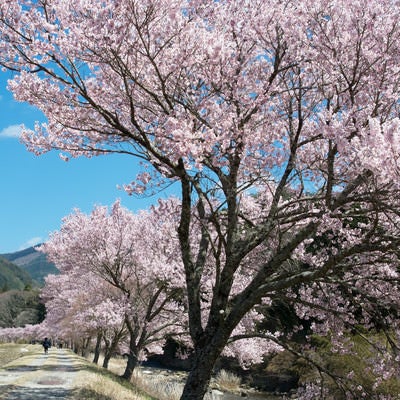 名倉川沿いの満開のコヒガン桜並木の写真