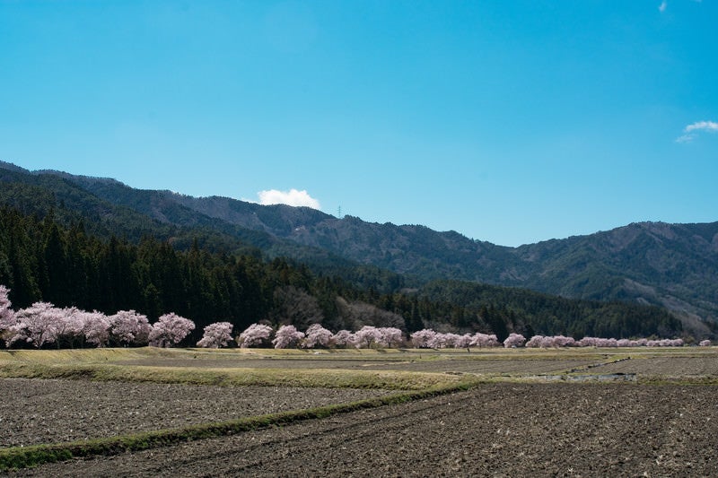 耕された田んぼと共に続くコヒガンザクラ並木の写真