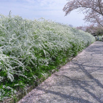 桜の花びらが積もる小道の両脇を彩るユキヤナギの写真