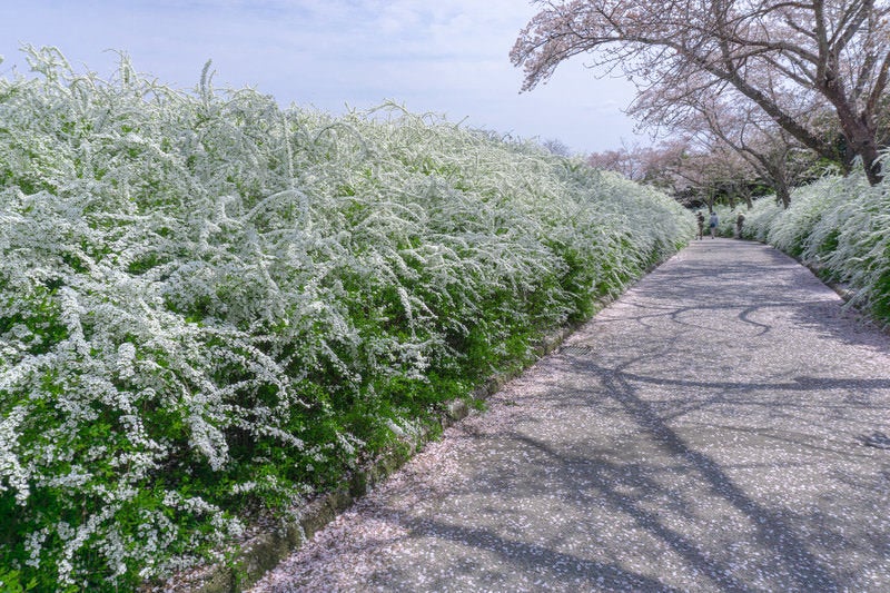 桜の花びらが積もる小道の両脇を彩るユキヤナギの写真