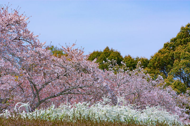 白く輝くユキヤナギと桜の写真