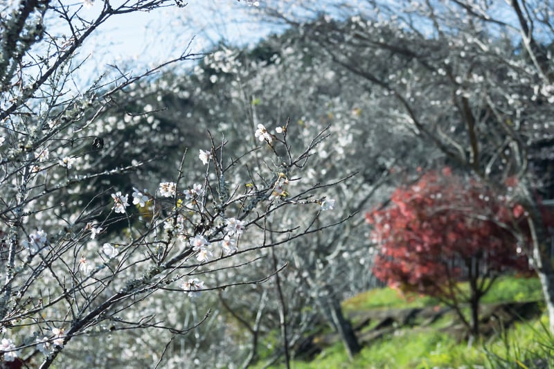 秋に咲く四季桜の写真