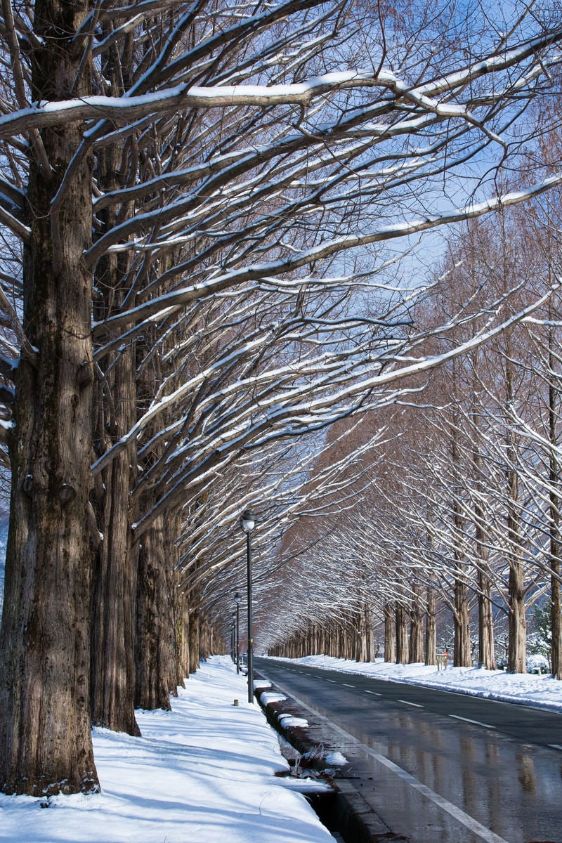 積雪の歩道に伸びるメタセコイアの影（滋賀県高島市マキノ町）の写真