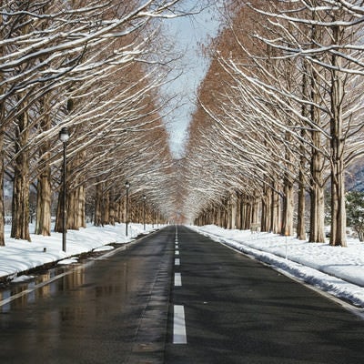 青空と雪景色に囲まれた並木道（マキノ高原）の写真