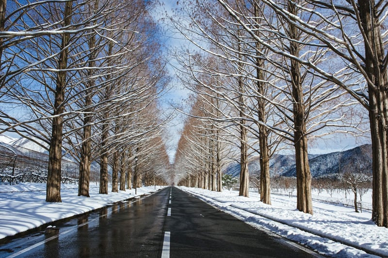 青空と雪解けのメタセコイア並木（滋賀県高島市マキノ町）の写真