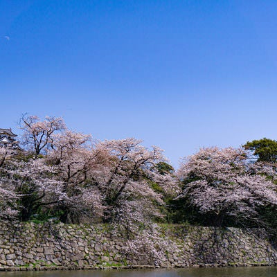 桜の上に見える彦根城天守とその頭上に残る朝の月の写真