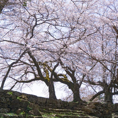 石段の上の桜の写真