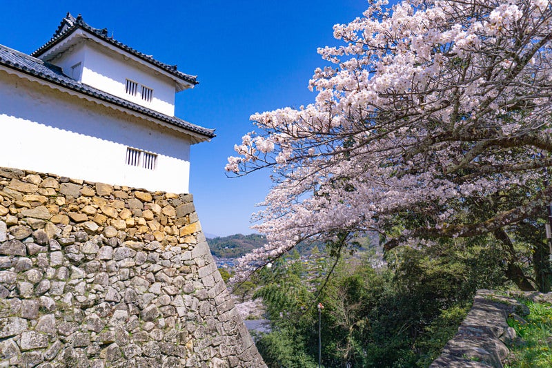 廊下橋から見る桜と天秤櫓と土台の石垣の写真