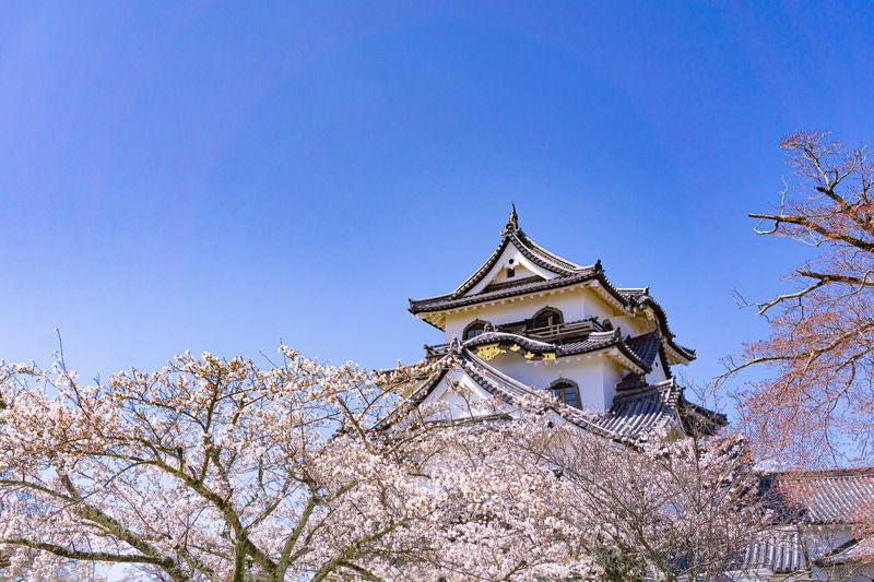 本丸に咲く桜と彦根城天守の写真