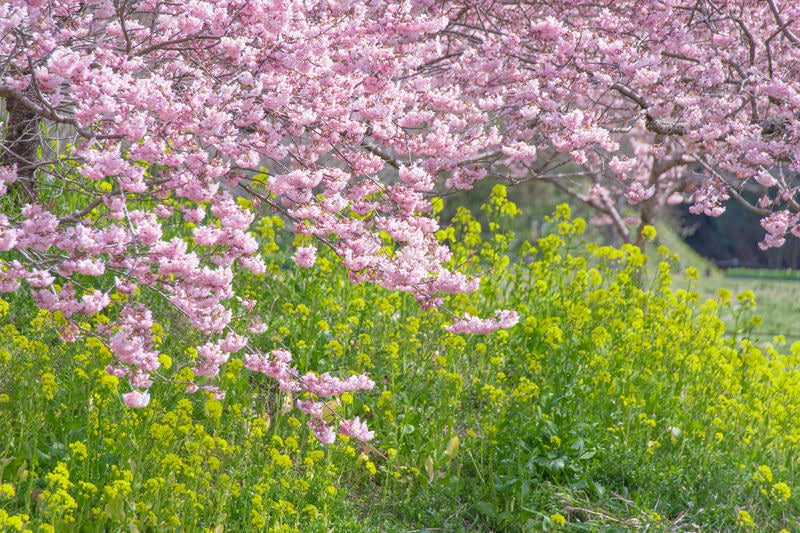 菜の花と河津桜の写真